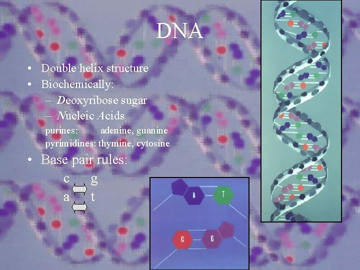 DNA • Double helix structure • Biochemically: – Deoxyribose sugar – Nucleic Acids purines: