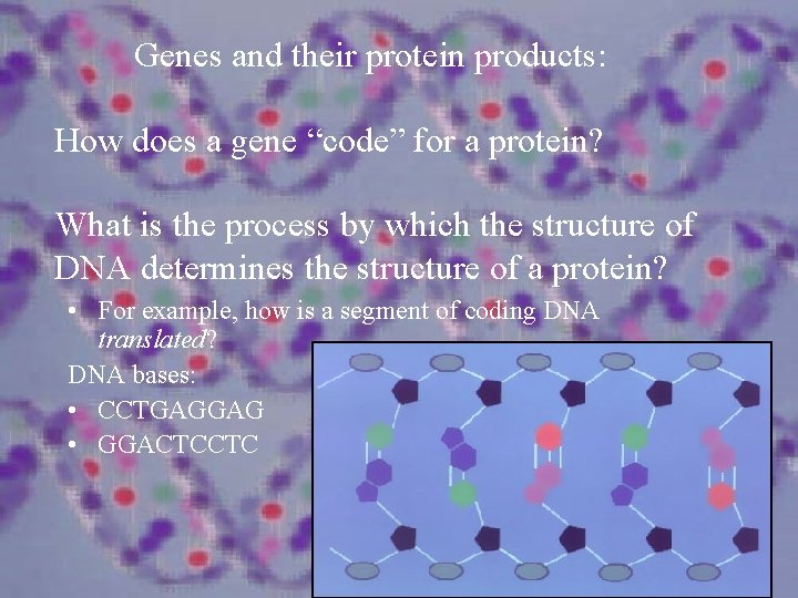 Genes and their protein products: How does a gene “code” for a protein? What