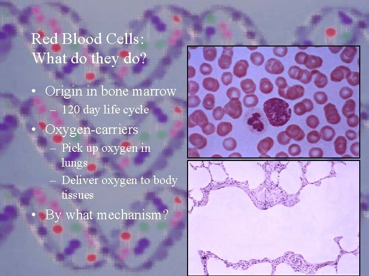 Red Blood Cells: What do they do? • Origin in bone marrow – 120
