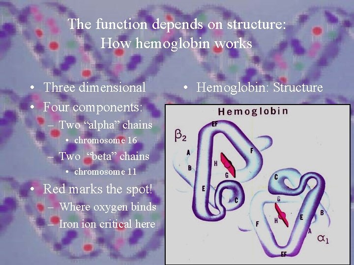The function depends on structure: How hemoglobin works • Three dimensional • Four components: