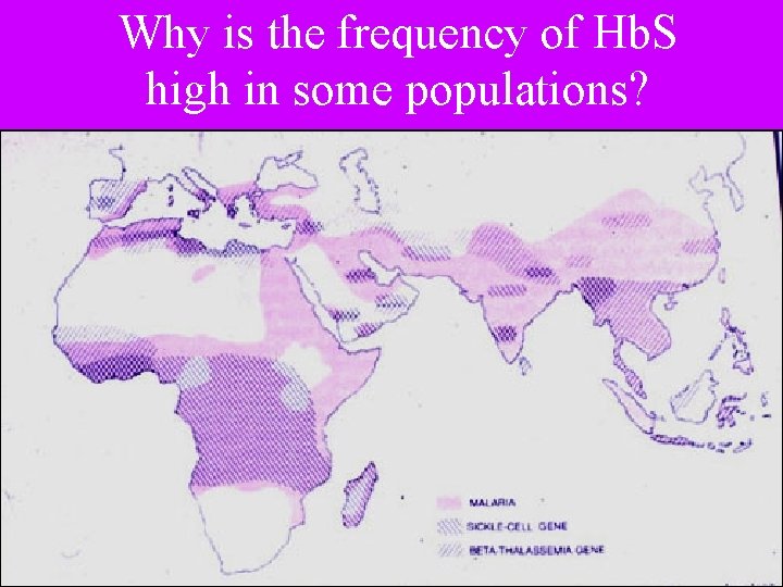 Why is the frequency of Hb. S high in some populations? 