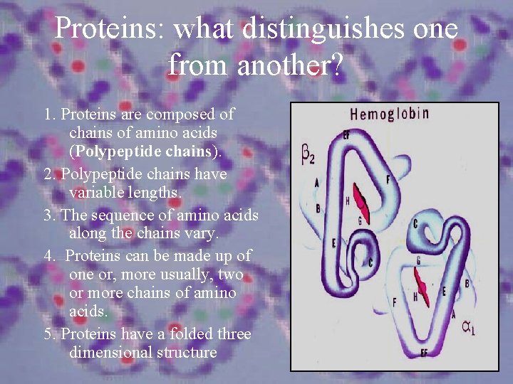 Proteins: what distinguishes one from another? 1. Proteins are composed of chains of amino
