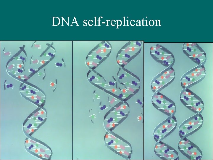 DNA self-replication 