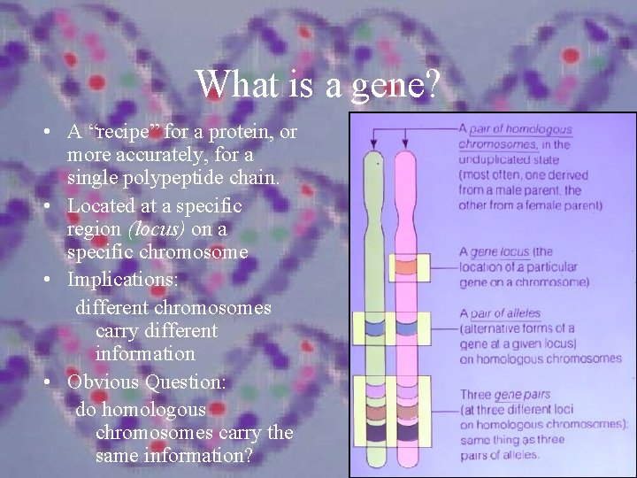 What is a gene? • A “recipe” for a protein, or more accurately, for