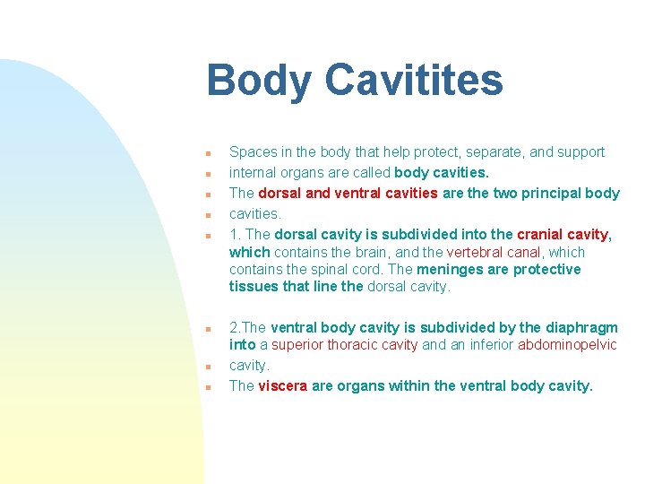 Body Cavitites n n n n Spaces in the body that help protect, separate,