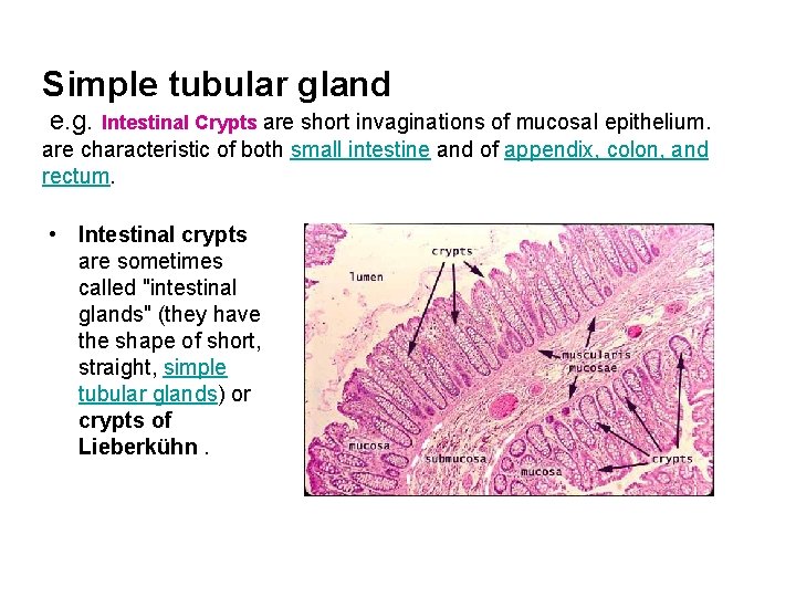 Simple tubular gland e. g. Intestinal Crypts are short invaginations of mucosal epithelium. are