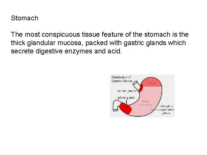 Stomach The most conspicuous tissue feature of the stomach is the thick glandular mucosa,