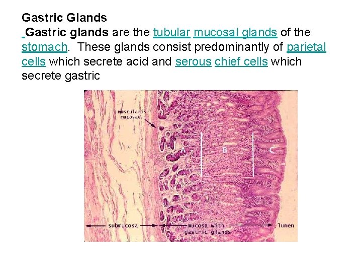 Gastric Glands Gastric glands are the tubular mucosal glands of the stomach. These glands