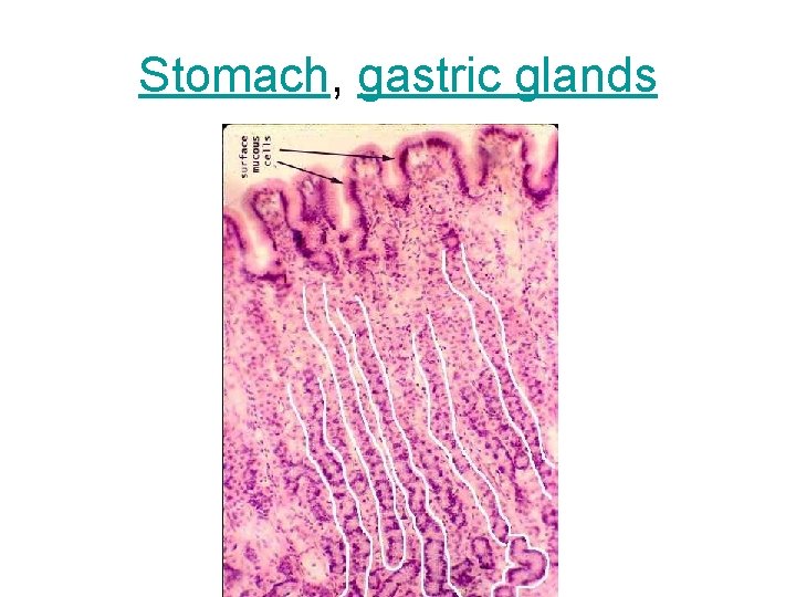 Stomach, gastric glands 