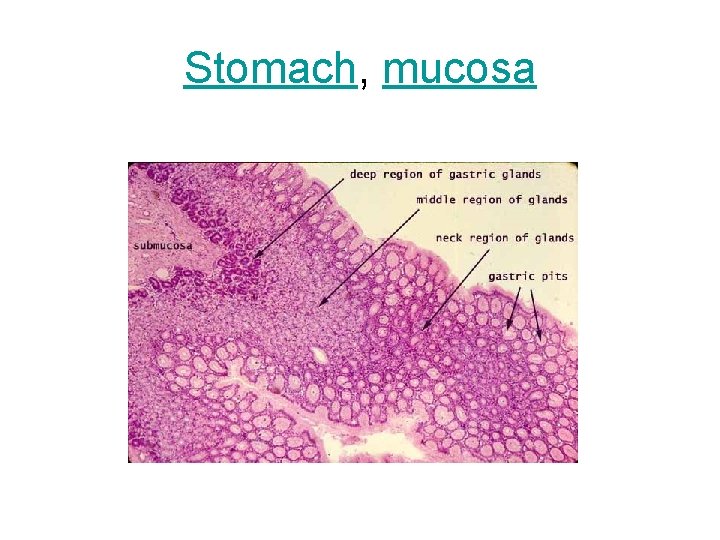 Stomach, mucosa 