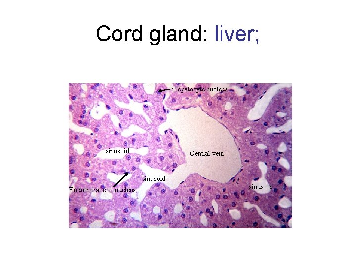 Cord gland: liver; Hepatocyte nucleus sinusoid Central vein sinusoid Endothelial cell nucleus sinusoid 