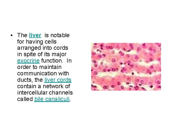  • The liver is notable for having cells arranged into cords in spite