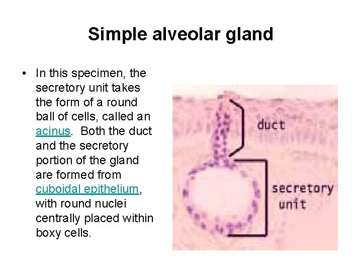Simple alveolar gland • In this specimen, the secretory unit takes the form of