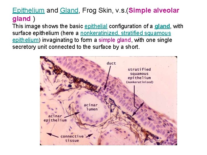 Epithelium and Gland, Frog Skin, v. s. (Simple alveolar gland ) This image shows