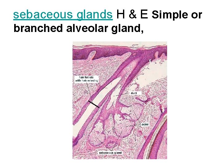 sebaceous glands H & E Simple or branched alveolar gland, 