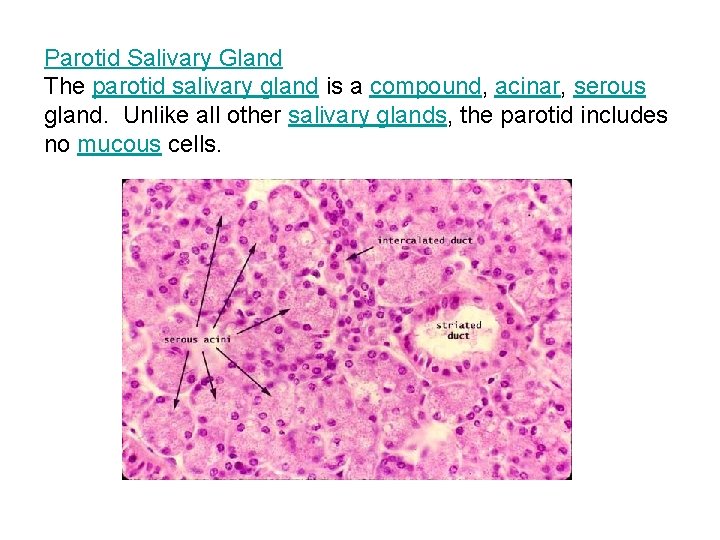 Parotid Salivary Gland The parotid salivary gland is a compound, acinar, serous gland. Unlike