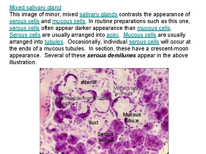 Mixed salivary gland This image of minor, mixed salivary glands contrasts the appearance of