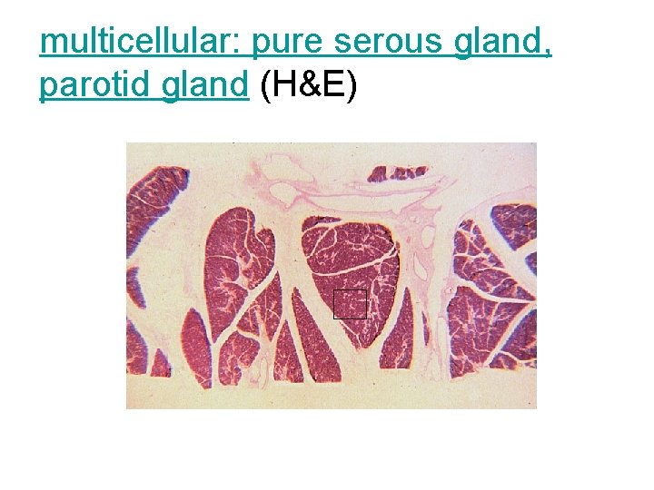 multicellular: pure serous gland, parotid gland (H&E) 