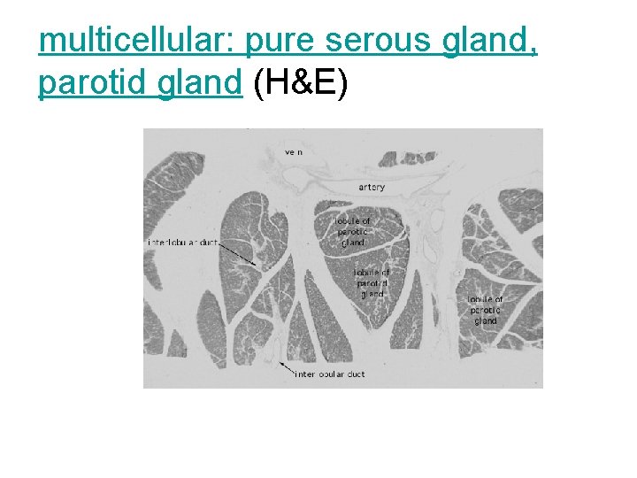 multicellular: pure serous gland, parotid gland (H&E) 