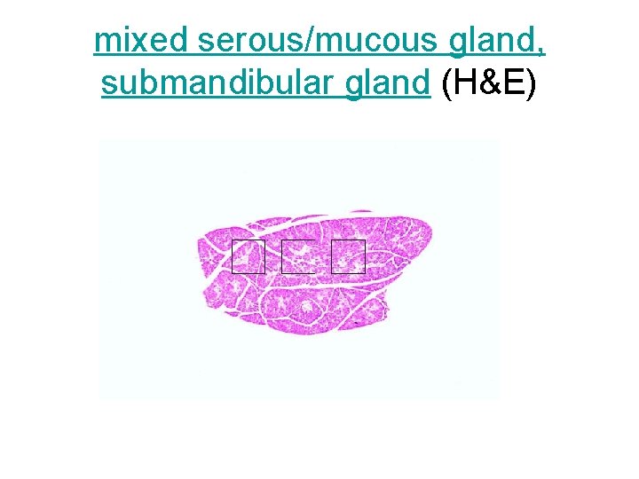 mixed serous/mucous gland, submandibular gland (H&E) 