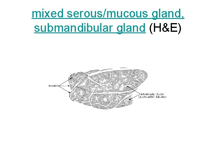 mixed serous/mucous gland, submandibular gland (H&E) 