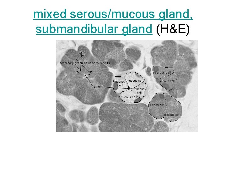 mixed serous/mucous gland, submandibular gland (H&E) 