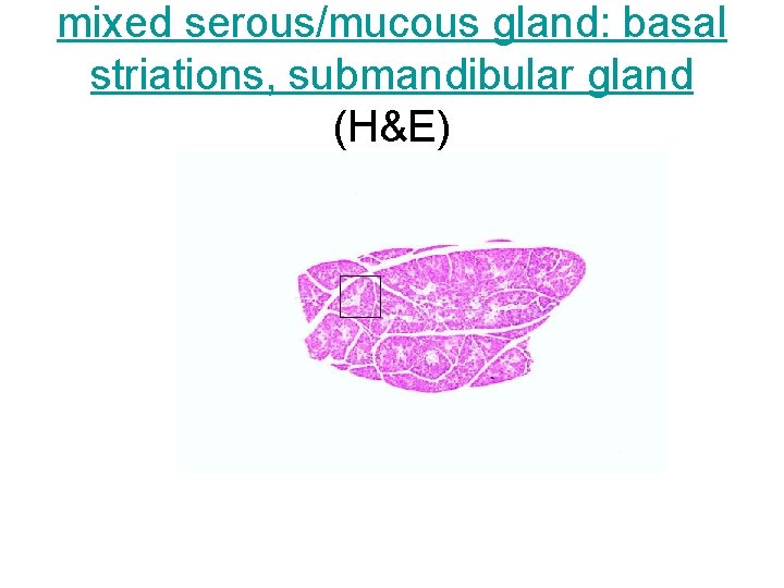 mixed serous/mucous gland: basal striations, submandibular gland (H&E) 
