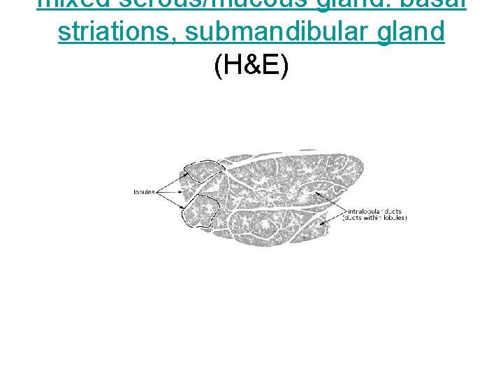 mixed serous/mucous gland: basal striations, submandibular gland (H&E) 