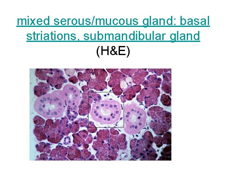 mixed serous/mucous gland: basal striations, submandibular gland (H&E) 