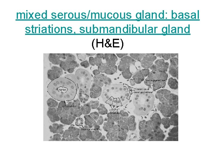 mixed serous/mucous gland: basal striations, submandibular gland (H&E) 