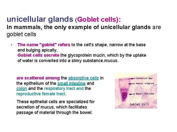 unicellular glands (Goblet cells): In mammals, the only example of unicellular glands are goblet