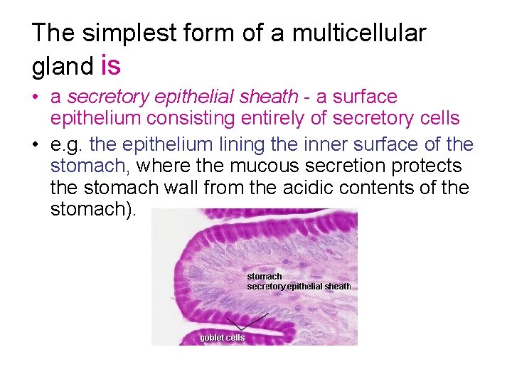 The simplest form of a multicellular gland is • a secretory epithelial sheath -