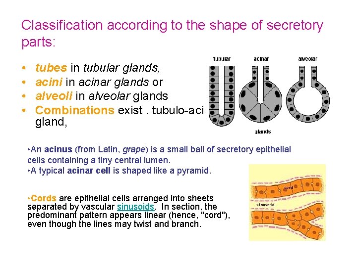 Classification according to the shape of secretory parts: • • tubes in tubular glands,