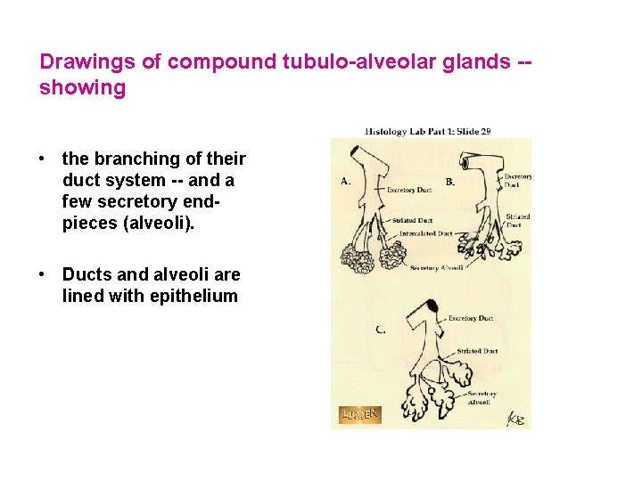 Drawings of compound tubulo-alveolar glands -showing • the branching of their duct system --
