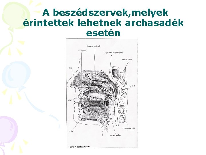 A beszédszervek, melyek érintettek lehetnek archasadék esetén A beszédszervek, melyek érintettek lehetnek archasadék esetén