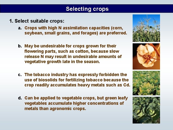 Selecting crops 1. Select suitable crops: a. Crops with high N assimilation capacities (corn,