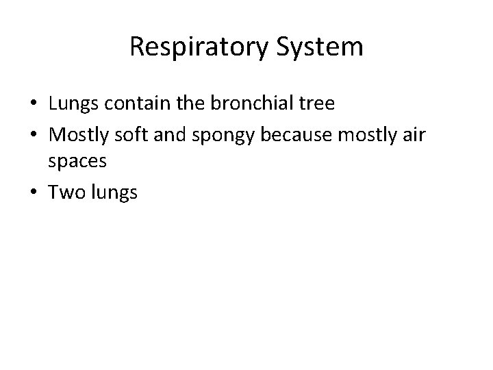 Respiratory System • Lungs contain the bronchial tree • Mostly soft and spongy because