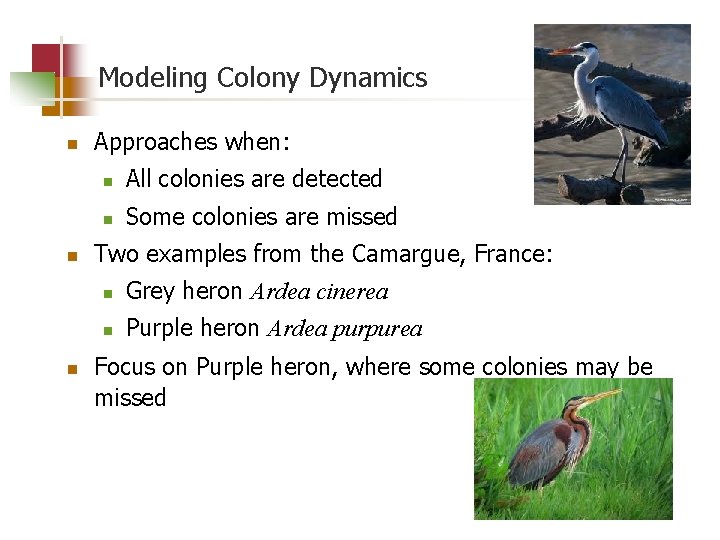 Modeling Colony Dynamics n n n Approaches when: n All colonies are detected n