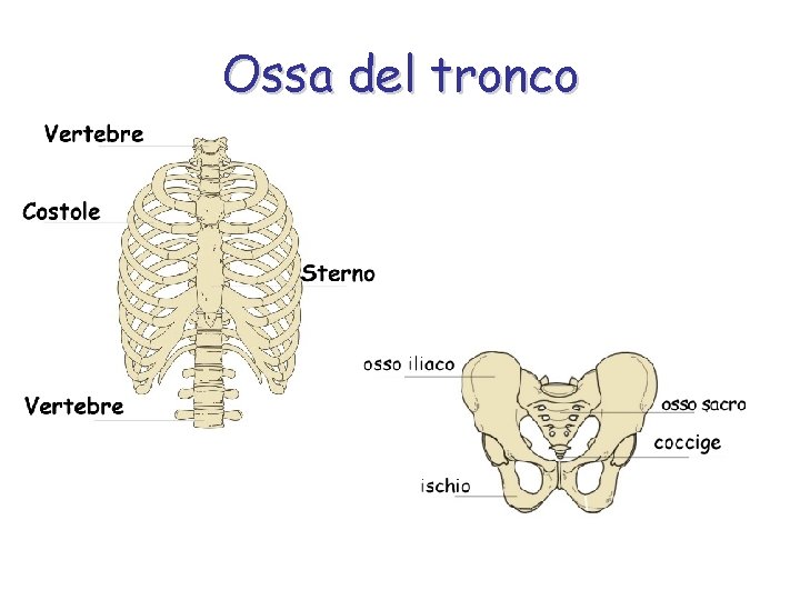 Ossa del tronco 