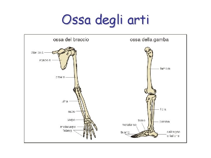 Ossa degli arti 