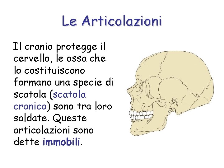 Le Articolazioni Il cranio protegge il cervello, le ossa che lo costituiscono formano una