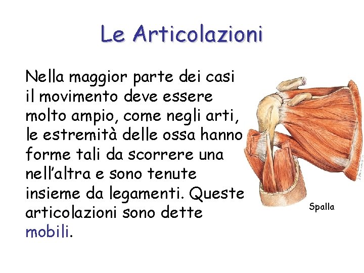 Le Articolazioni Nella maggior parte dei casi il movimento deve essere molto ampio, come