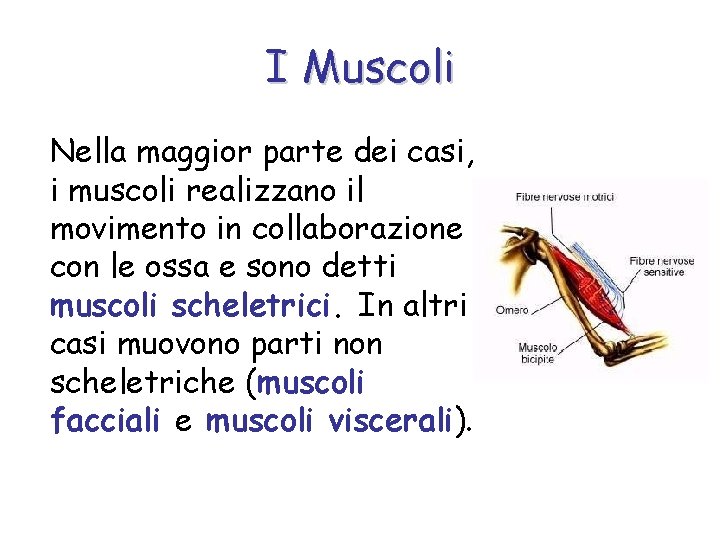 I Muscoli Nella maggior parte dei casi, i muscoli realizzano il movimento in collaborazione