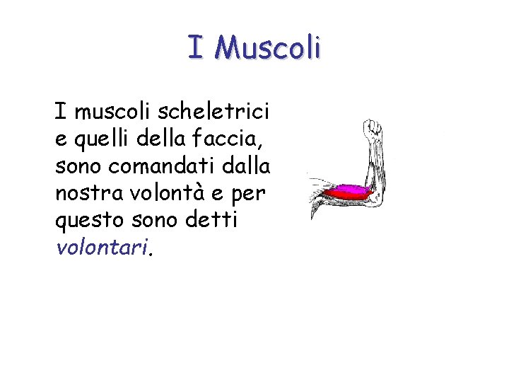 I Muscoli I muscoli scheletrici e quelli della faccia, sono comandati dalla nostra volontà