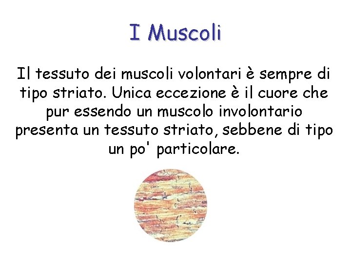 I Muscoli Il tessuto dei muscoli volontari è sempre di tipo striato. Unica eccezione