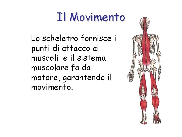 Il Movimento Lo scheletro fornisce i punti di attacco ai muscoli e il sistema