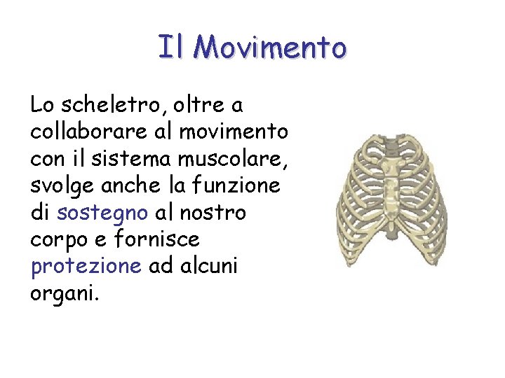 Il Movimento Lo scheletro, oltre a collaborare al movimento con il sistema muscolare, svolge