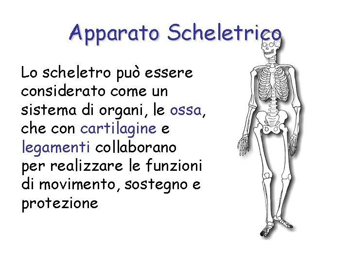 Apparato Scheletrico Lo scheletro può essere considerato come un sistema di organi, le ossa,