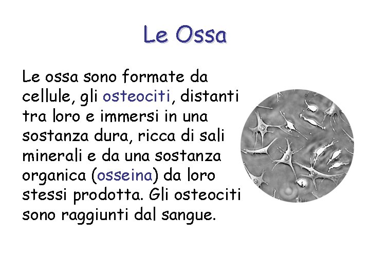 Le Ossa Le ossa sono formate da cellule, gli osteociti, distanti tra loro e