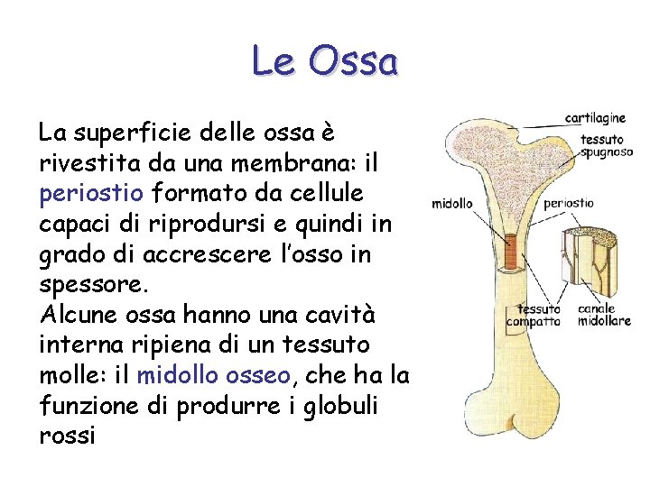 Le Ossa La superficie delle ossa è rivestita da una membrana: il periostio formato